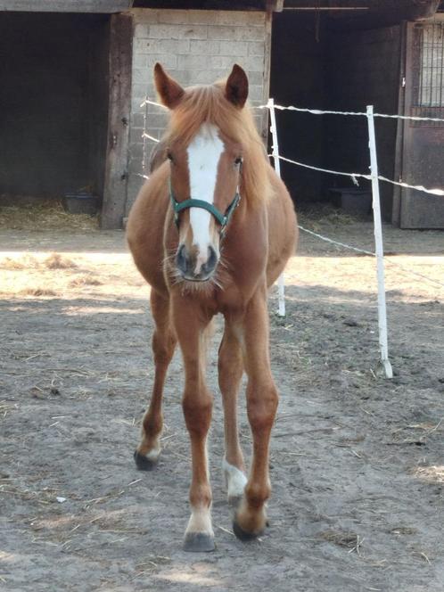 jaarling merrie, Dieren en Toebehoren, Paarden, Merrie, Niet van toepassing, Minder dan 160 cm, 0 tot 2 jaar, Westernpaard, Met stamboom