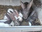 Lieve konijntjes zoeken goede thuis, Dieren en Toebehoren, Konijnen, Groot