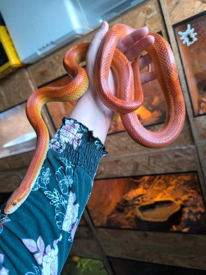 5 Volwassen korenslangen, Dieren en Toebehoren, Reptielen en Amfibieën