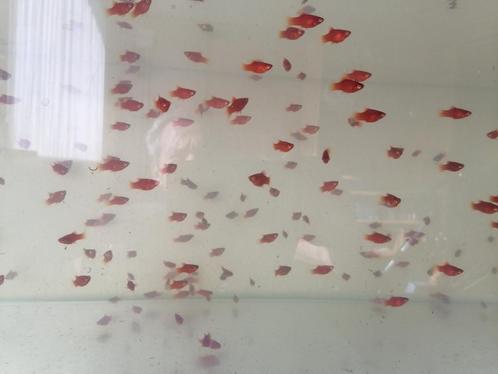 Koraalplaty's, Dieren en Toebehoren, Vissen | Aquariumvissen, Zoetwatervis, Vis, Schoolvis