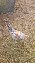 Creamlegbar haan, Dieren en Toebehoren