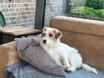 Jack russell pups Ruwharig, Dieren en Toebehoren, België, Particulier, Jack Russell Terriër, 8 tot 15 weken