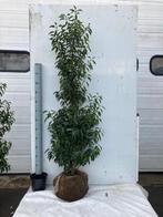 Prunus lusitanica 'Angustifolia',  Vaste plant 🌷🌳🌻�, Tuin en Terras, Planten | Tuinplanten, Vaste plant, Ophalen of Verzenden