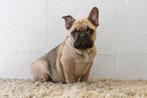 Chiots bouledogue français à vendre, 15 semaines à 1 an, Étranger, Hépatite contagieuse (maladie de Rubarth), Plusieurs animaux