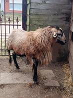 Barbados black belly ram, Dieren en Toebehoren, Schapen, Geiten en Varkens