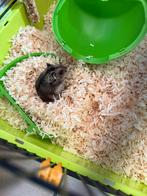 Hamster met kooi te koop, Dieren en Toebehoren, Knaagdieren, Mei, Hamster, Tam