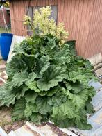 Rabarber eerste oogst, Tuin en Terras, Ophalen