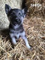 Prachtige Shepsky puppy’s, Dieren en Toebehoren, België, CDV (hondenziekte), 8 tot 15 weken, Groot