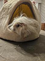 cavia peruvian beertjes, Dieren en Toebehoren, Knaagdieren, Mannelijk, Cavia
