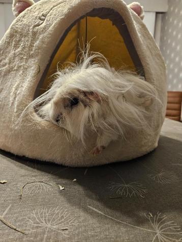 cavia peruvian beertjes beschikbaar voor biedingen