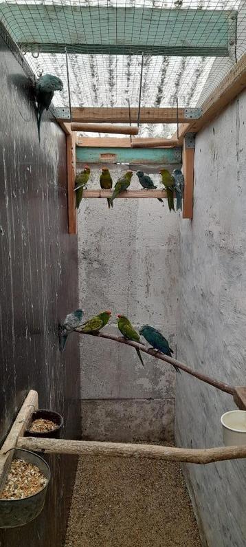 Kakariki Jonge 2025, Plusieurs animaux, Perruche, Bagué
