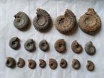 Ammonieten, Verzamelen, Mineralen en Fossielen, Ophalen of Verzenden, Fossiel