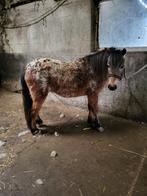 Prachtige appaloosa A-pony merrie, Dieren en Toebehoren, Merrie, Met stamboom, A pony (tot 1.17m), 7 tot 10 jaar
