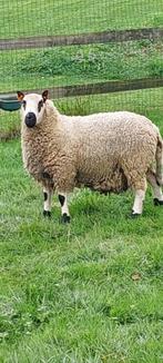 Prachtige ras zuiver kerry hill dekbok ram, Dieren en Toebehoren, Schapen, Geiten en Varkens, Mannelijk, Schaap