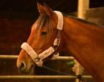 Halve stal / bijrijder gezocht voor mijn paard, Dieren en Toebehoren, Paarden, Zadelmak