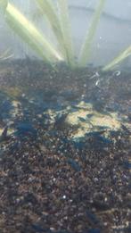 Blauwe garnale te koop , crevette bleu  a  vendre