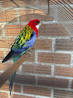Rosella papegaai, Dieren en Toebehoren, Vogels | Parkieten en Papegaaien, Mannelijk, Papegaai, Geringd