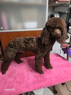 Leuke middenslag poedelreu, Animaux & Accessoires, Chiens | Chihuahuas & Chiens de compagnie, 15 semaines à 1 an, Chien (mâle)