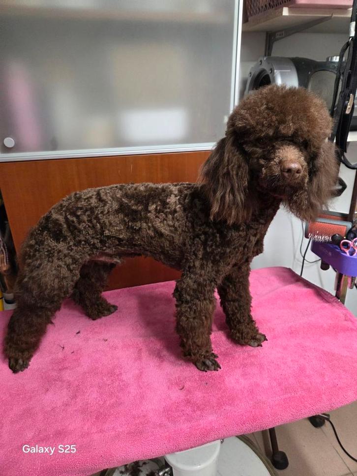 Leuke middenslag poedelreu, Animaux & Accessoires, Chiens | Chihuahuas & Chiens de compagnie, Chien (mâle), Caniche, Éleveur | Loisir