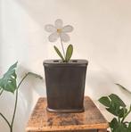 Bloemenvaas. Prachtige moderne, minimalistisch design vaas., Tuin en Terras, Ophalen of Verzenden