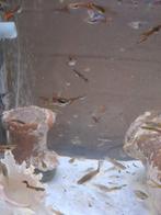 Guppys, guppys alevins, coridoras, Dieren en Toebehoren, Vissen | Aquariumvissen, Vis, Zoetwatervis