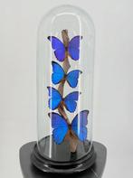 Glazen stolp met 4 Morpho-vlinders
