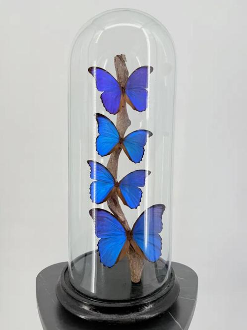 Glazen stolp met 4 Morpho-vlinders, Verzamelen, Dierenverzamelingen