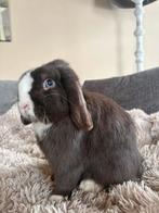 Pour couvrir : minilop fendu au chocolat de race pure, Animaux & Accessoires, Mâle, Oreilles tombantes, 0 à 2 ans