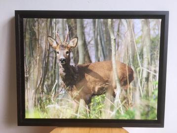 Cadre photo sur toile de chevreuil - 45 x 35 cm