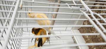 Couple canari couleur beschikbaar voor biedingen