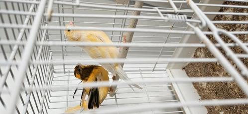 Couple canari couleur, Dieren en Toebehoren, Vogels | Hokken en Kooien, Ophalen