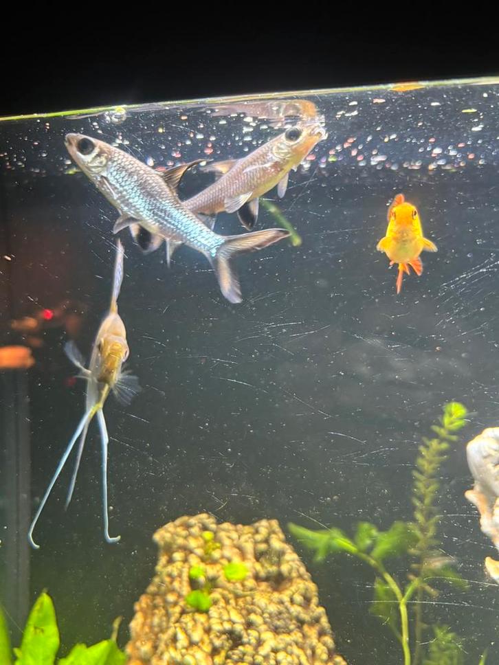 2 Zilverhaaien, Dieren en Toebehoren, Vissen | Aquariumvissen, Zoetwatervis, Vis