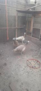 Violet pauwen  en zwartvleugel violet pauwen, Dieren en Toebehoren, Pluimvee