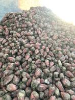 Voederbieten, Enlèvement