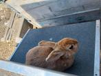 Dwergkonijntjes, Dieren en Toebehoren, Konijnen