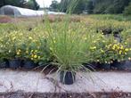 Pennisetum alopecuroides, Tuin en Terras, Planten | Tuinplanten, Ophalen, Vaste plant, Siergrassen, Volle zon