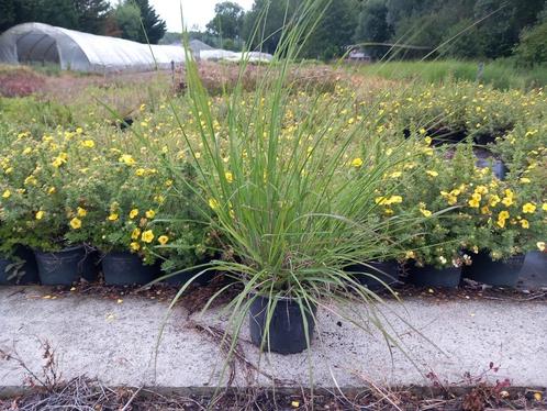 Pennisetum alopecuroides, Tuin en Terras, Planten | Tuinplanten, Vaste plant, Siergrassen, Volle zon, Ophalen
