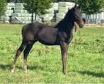 Beloftevolle jaarling te koop, Dieren en Toebehoren, Paarden, Springpaard, Z, Gechipt, Ruin