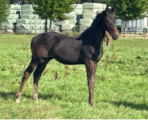 Beloftevolle jaarling te koop, Dieren en Toebehoren, Paarden, Ruin, Z, 0 tot 2 jaar, Springpaard, Met stamboom, Gechipt, Ontwormd