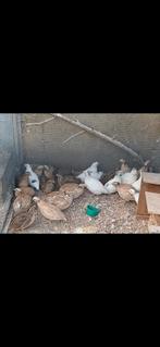 Japanse vlees  kwartels  geslacht  onbekend  5 euro per  stu, Dieren en Toebehoren, Vogels | Duiven