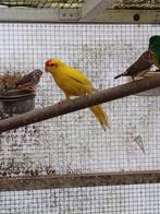 Nichons destinés à être élevés à la main