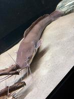 Clarias batrachus 50cm+, Dieren en Toebehoren, Vissen | Aquariumvissen, Vis, Zoetwatervis