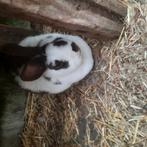 Volwassen dwergkonijnen, Dieren en Toebehoren, Konijnen, Vrouwelijk, Dwerg, 3 tot 5 jaar