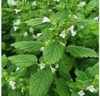 Melissa officinalis , citroenmelisse, Tuin en Terras, Planten | Tuinplanten, Ophalen, Zomer, Vaste plant, Kruiden