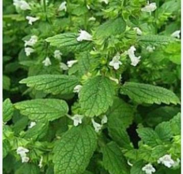 Melissa officinalis , citroenmelisse  beschikbaar voor biedingen