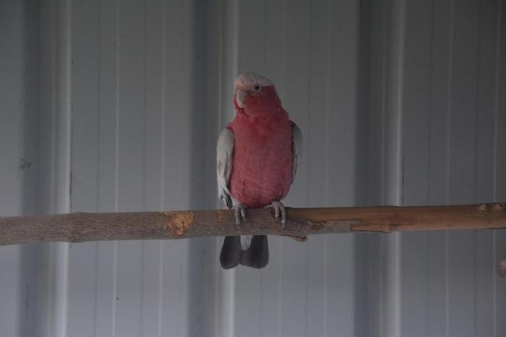 Rosé Kaketoe Split Lutino (2023), Dieren en Toebehoren, Vogels | Parkieten en Papegaaien, Papegaai, Mannelijk, Geringd