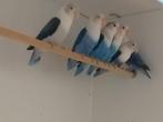 Fischeri, Dieren en Toebehoren
