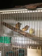 6 kanaries 80€ ene met kuif, Dieren en Toebehoren