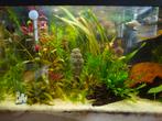 Aquarium 60 liter, Dieren en Toebehoren, Vissen | Aquariumvissen