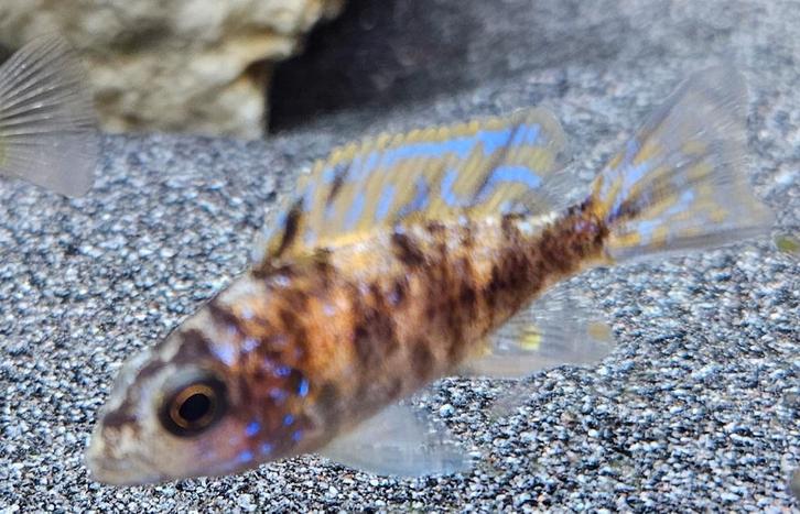 Aulonocara red Blotched malawi cichliden, Dieren en Toebehoren, Vissen | Aquariumvissen, Zoetwatervis, Vis